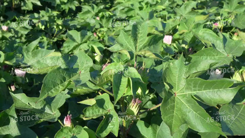 Cotton Field with Flowers in Bloom 80061