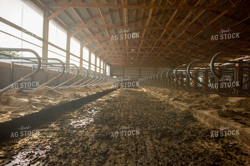Cattle Bunk 161032