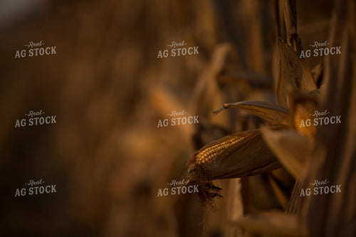 Corn - Dry 1326