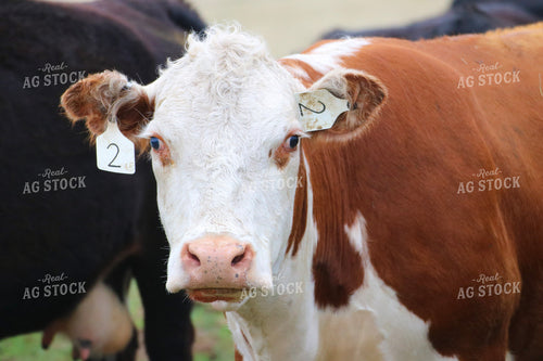 Hereford Cattle on Pasture 82315