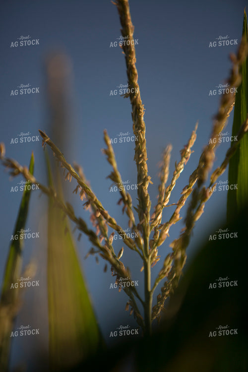 Corn - Mid-Season 1261