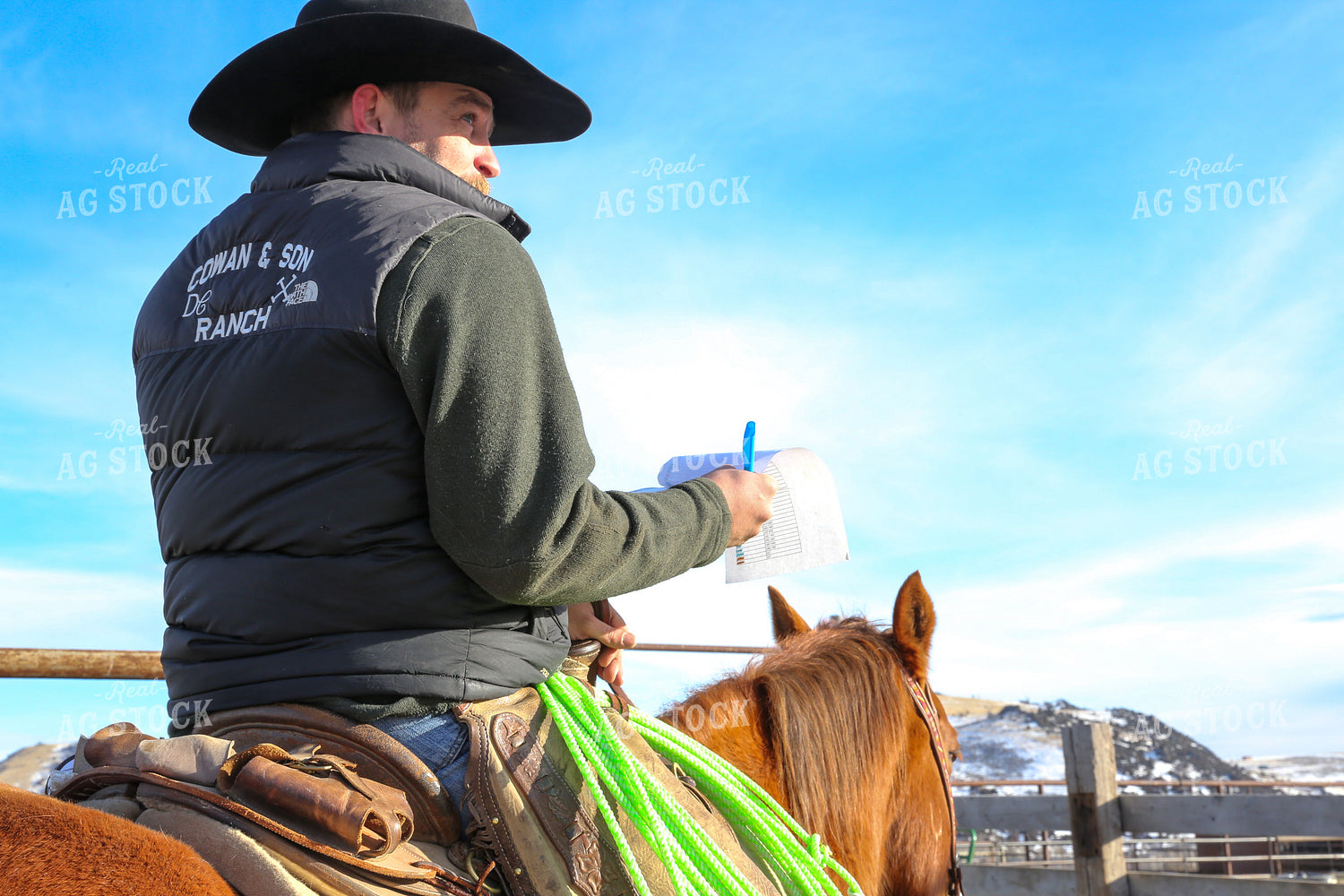 Rancher on Horseback Processing Cattle 275022