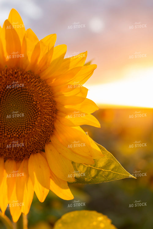 Sunflowers 2059