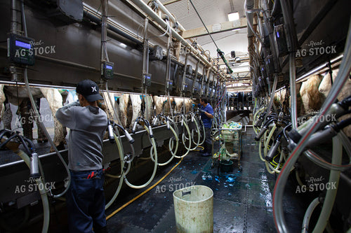 Milking Cows in Dairy Parlor 132167