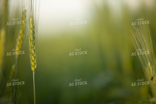 Wheat 2200