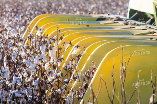 Cotton Harvest 208111