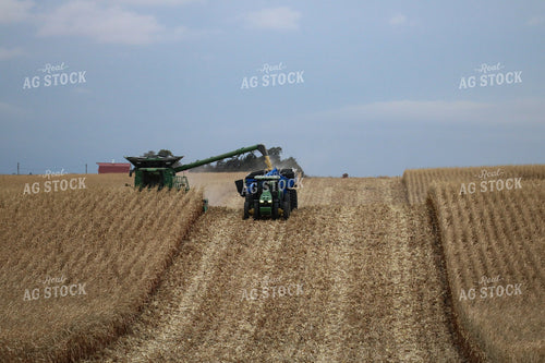 Corn Harvest 82159