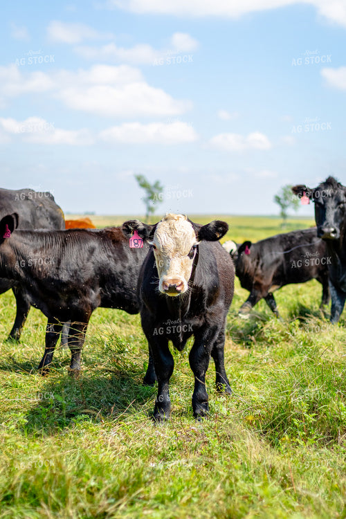Angus Cross Calf 155295