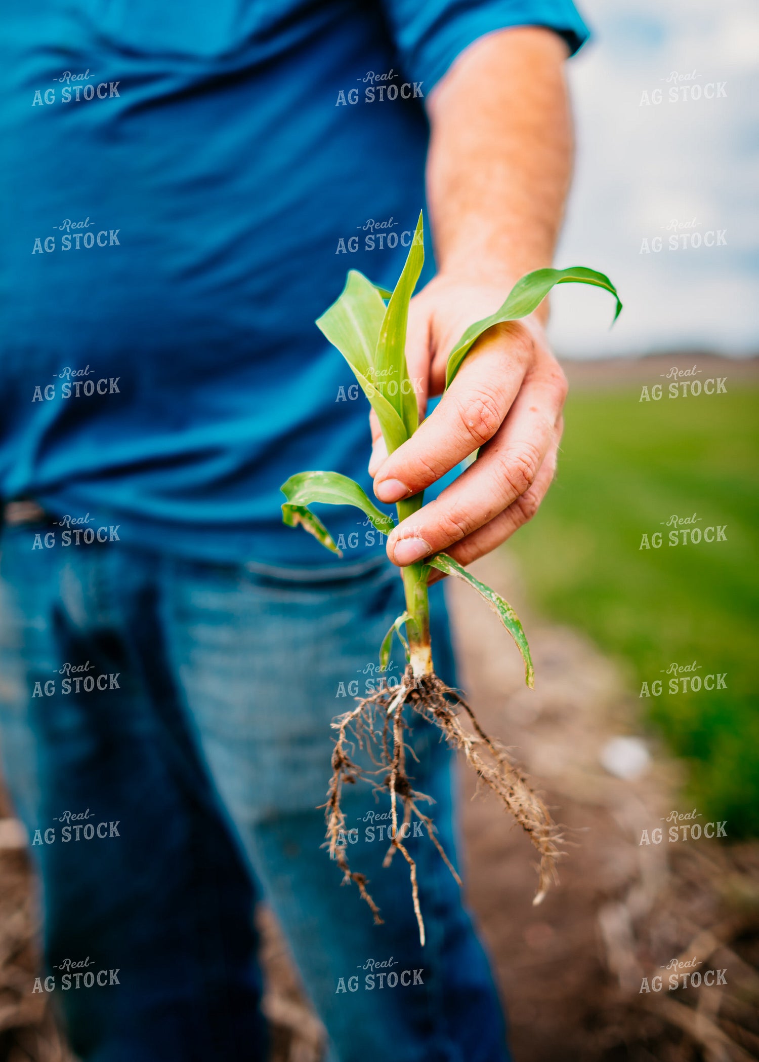 Close Up of Farmer's Hands Checking Root System of Early Growth Corn in Field 56674