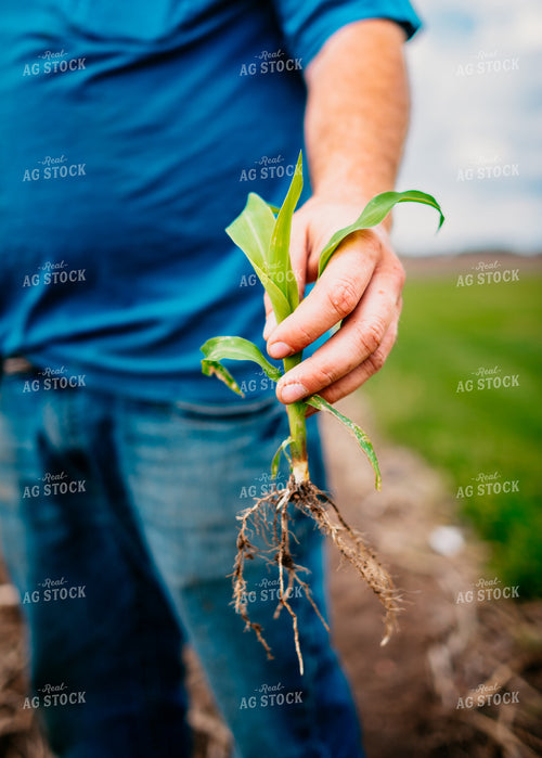 Close Up of Farmer's Hands Checking Root System of Early Growth Corn in Field 56674