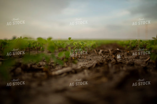 Early Growth Soybeans 6308