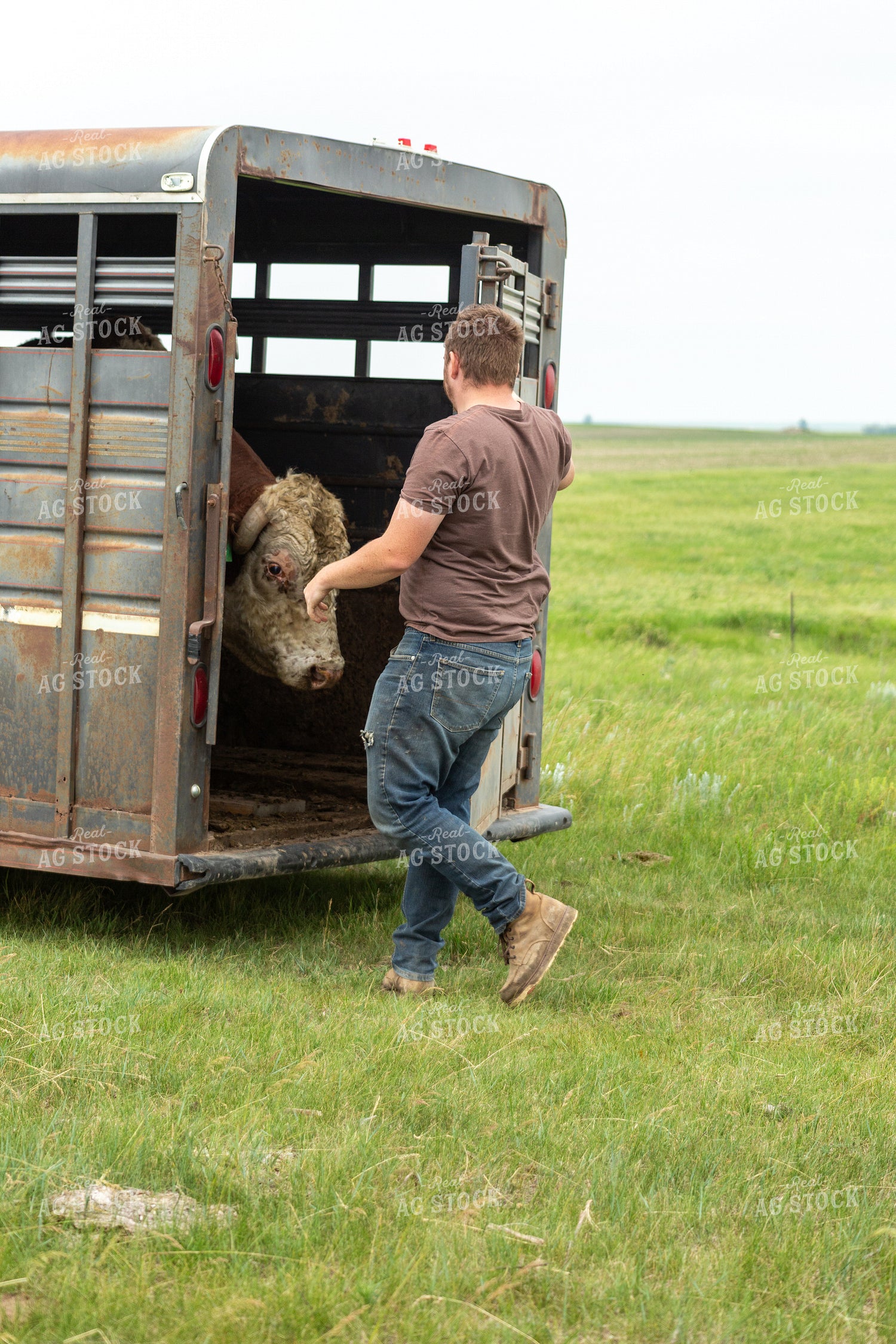 Farmer Putting Hereford Bull Out to Pasture 155605