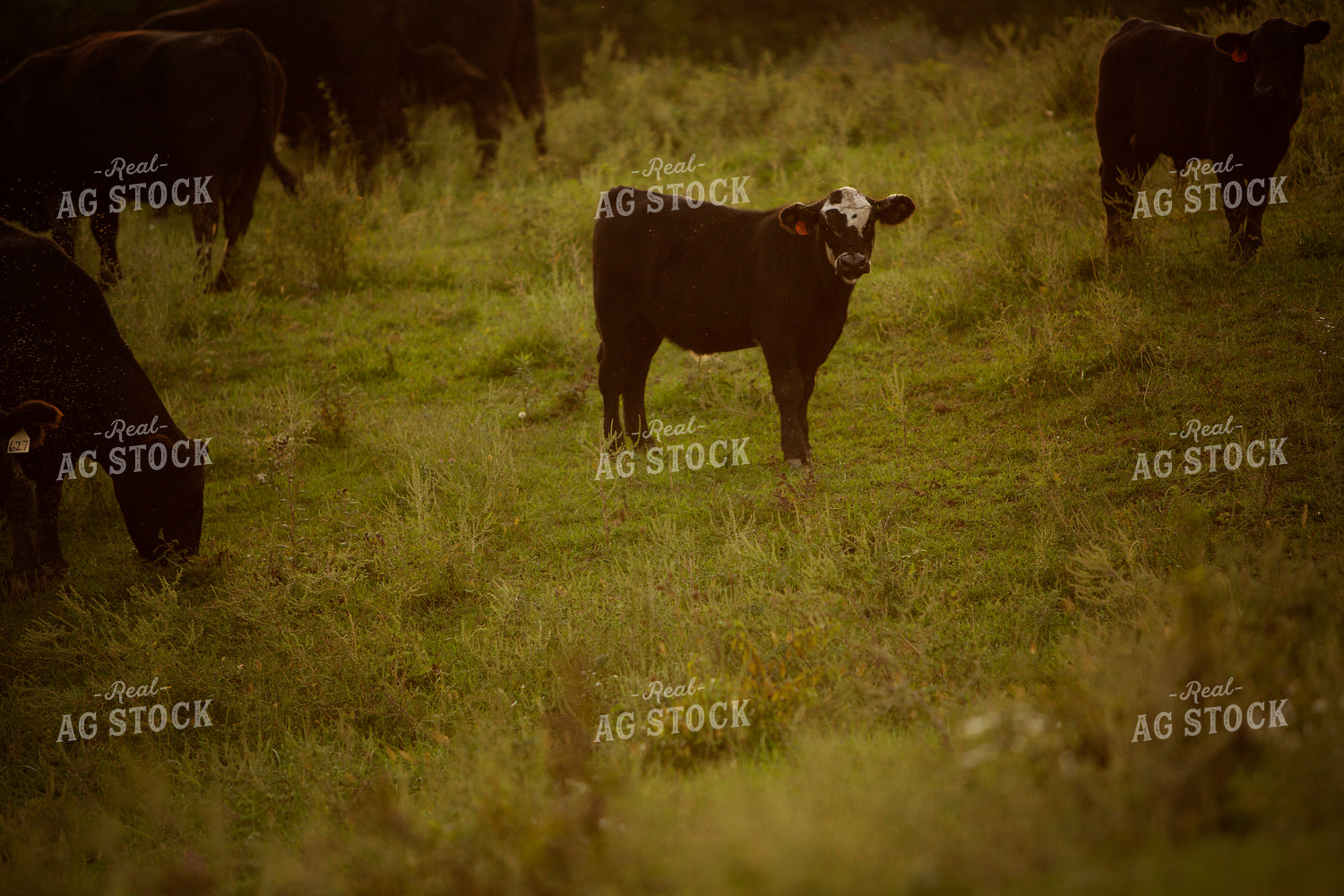 Cattle 2424
