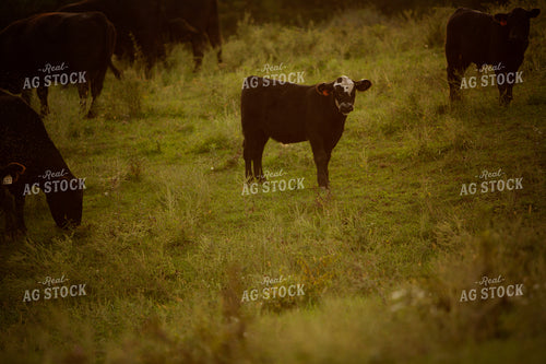 Cattle 2424