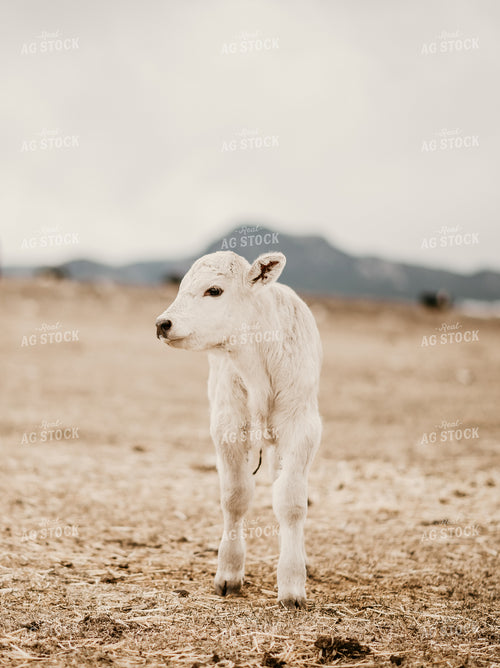 Charolais Calf in Pasture 54000