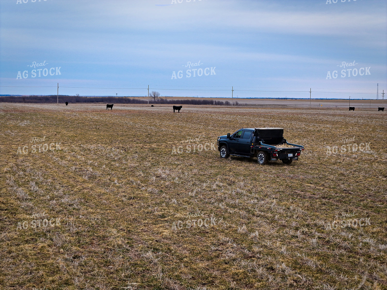 Truck with Bale Bed Driving in Winter Wheat Field 239135