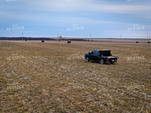 Truck with Bale Bed Driving in Winter Wheat Field 239135