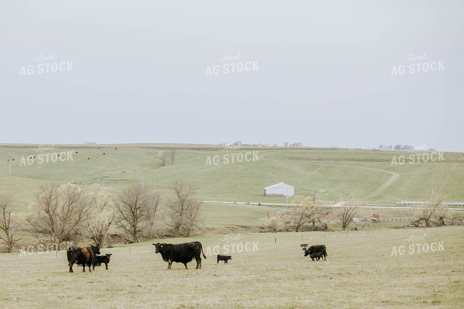 Angus Cows in Pasture 77023