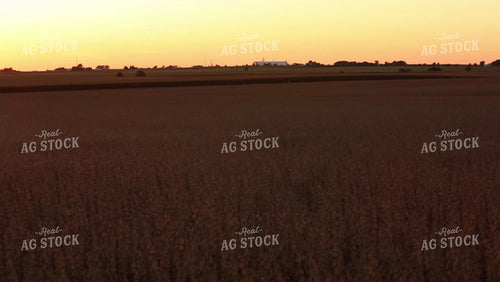 Soybean Video - Panning Across Partially Harvested Field at Sunset 2502