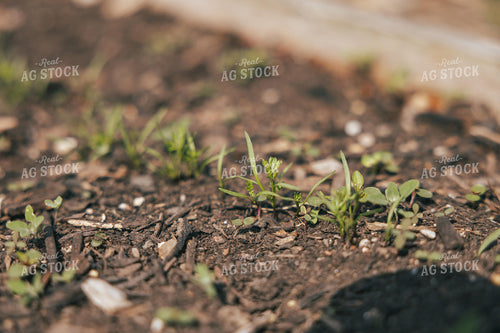 Raised Garden Bed 162033