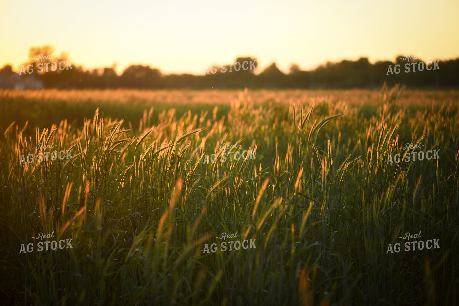 Wheat in Sunset Light 191057