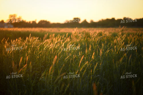 Wheat in Sunset Light 191057