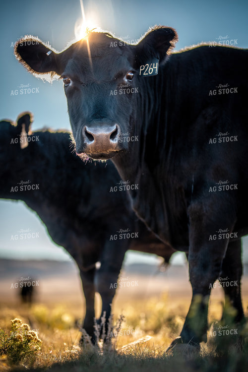 Black Angus Cattle 250178