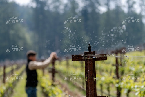 Irrigation in Vineyard 107049