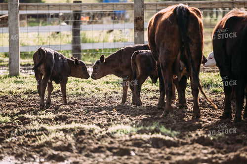 Calves 169040
