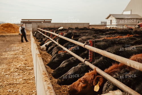 Cattle Eating in Feedlot 67616