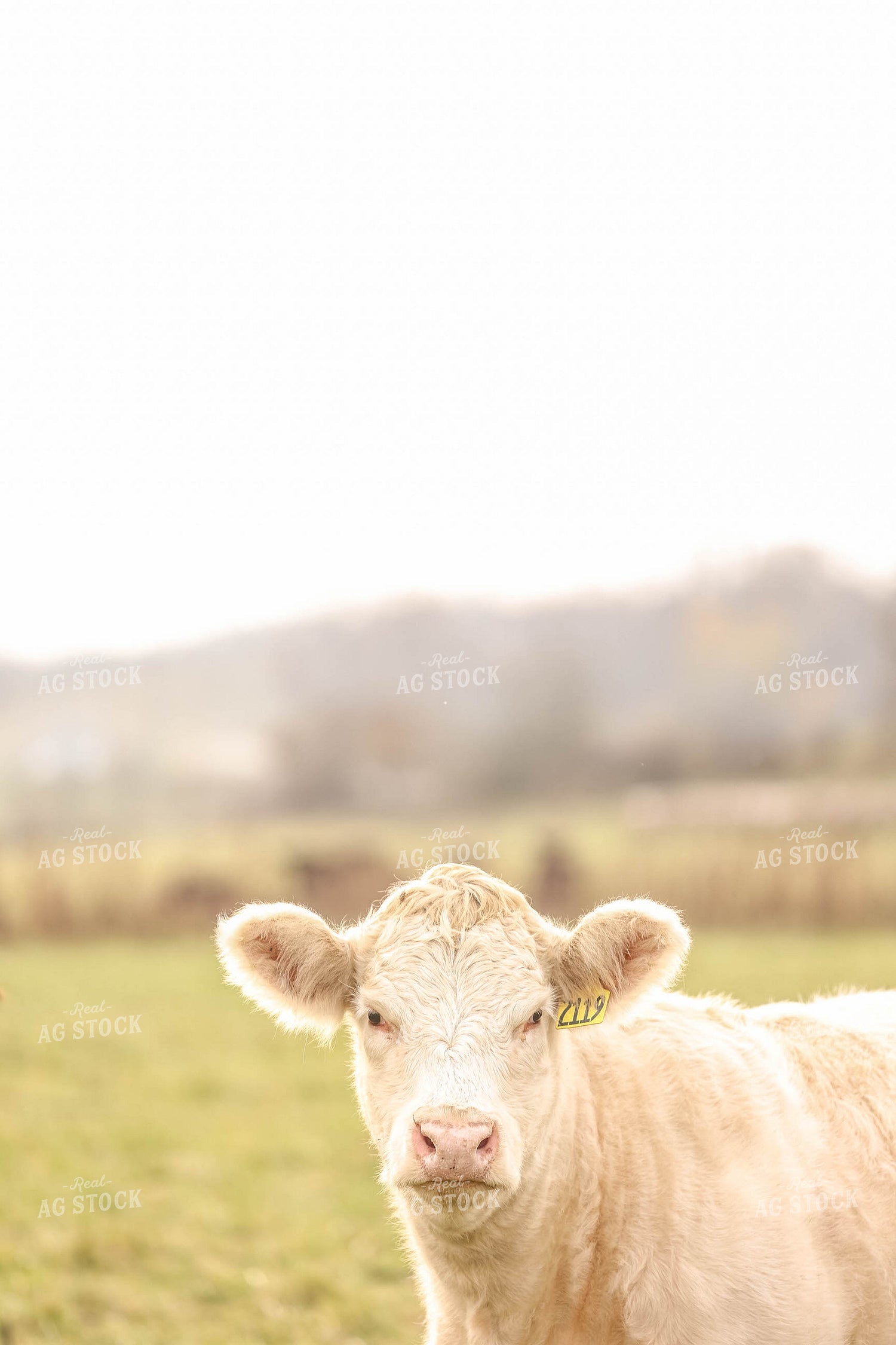 Charolais Cow 230015