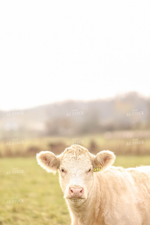 Charolais Cow 230015