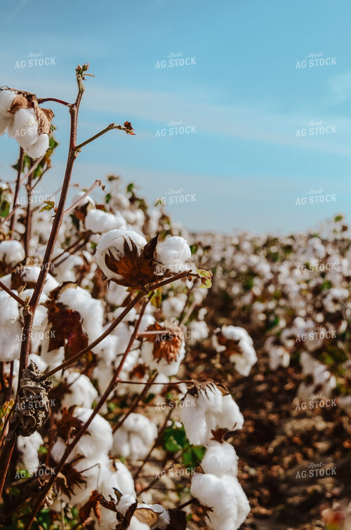 Cotton Field 125012