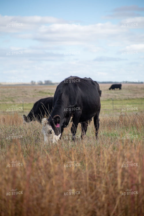 Black Baldy Cow-Calf Pair Grazing on Fall Pasture 406123
