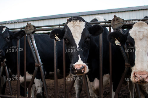 Holstein Cattle 50325