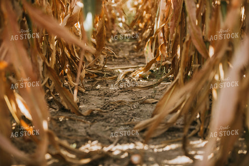 Dried Corn in Field 4741