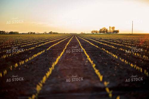 Rows of Spring Corn 93152