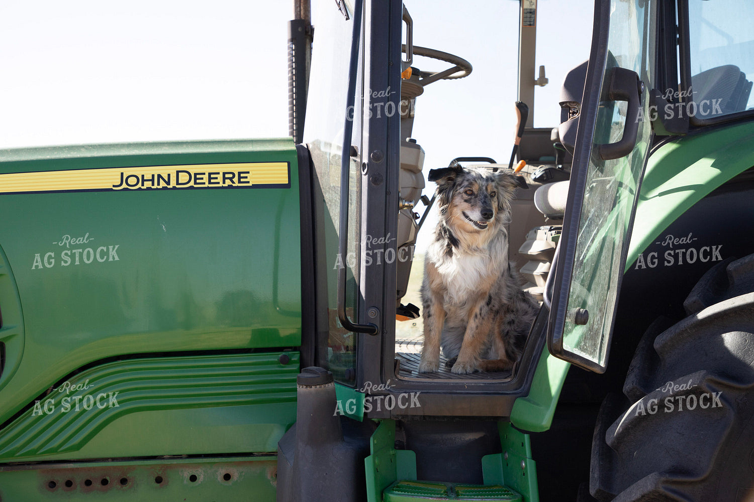 Farm Dog in Tractor 117080