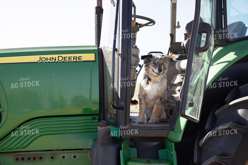 Farm Dog in Tractor 117080