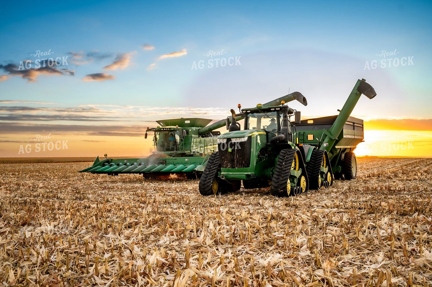 Corn Harvest 185137