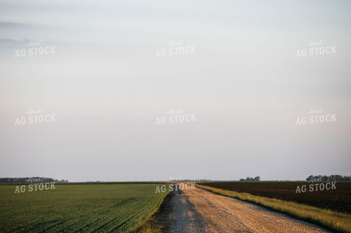 Green Wheat Field 5428